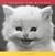 A Passion for Kittens