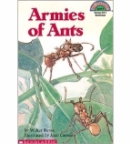 Armies of Ants (Paperback)