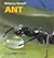 Ant (Living Things)