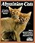 Abyssinian Cats: Everything...