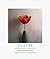 Tulipa: A Photographer's Bo...