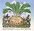 The Tale of the Turnip by Brian Alderson