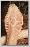 Dreamsnake by Vonda N. McIntyre