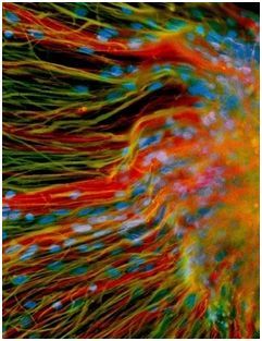 Cells