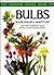 Bulbs