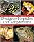 Designer Reptiles and Amphibians