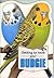 Getting to Know Your Budgie