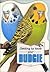 Getting to Know Your Budgie by Gill Page