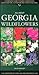 All About Georgia Wildflowers