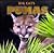 Pumas (Big Cats)