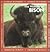 The Wonder of Bison