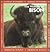 The Wonder of Bison by Rita Ritchie