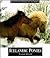 Icelandic Ponies (Magnificent Horses of the World)
