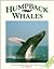 Humpback Whales: Traveling on the Wings of a Song (Close Up)