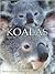 Koalas: Moving Portraits of Serenity