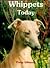 Whippets Today