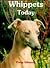 Whippets Today