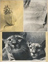 Hannah Hoch: Album, Limited Edition (Paperback)