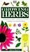 Growing Herbs
