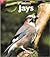 Jays (Naturebooks)