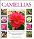 Camellias