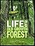 Life in an Old Growth Forest by Valerie Rapp