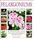 Pelargoniums