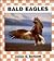 Bald Eagles (Birds)