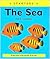 The Sea (Starters)