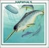 Narwhals (The Whale Discovery Library)