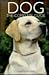 Dog: The Complete Guide
