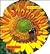 Sunflowers: Growing, Crafting, and Cooking With the Sunniest of Plants/Book and Sunflower Seeds