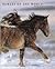 Horses of the World: From the Desert to the Racetrack