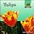 Tulips (Flowers)