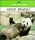 Giant Pandas (New True Book)