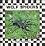 Wolf Spiders