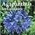Agapanthus for Gardeners