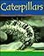 Caterpillars (Minibeasts)