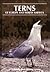 Terns of Europe and North America by Klaus Malling Olsen