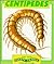 Centipedes (Creepy Crawly Collection)