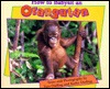 How to Babysit an Orangutan (Hardcover)