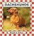 Dachshunds (Dogs Set II)