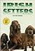 Irish Setters