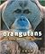 Orangutans: And Their Battl...
