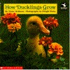 How Ducklings Grow (Read With Me)