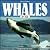 Whales for Kids