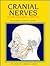 Cranial Nerves: Anatomy and Clinical Comments