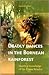 Deadly Dances in the Bornean Rainforest: Hunting Knowledge of the Penan Benalui (Verhandelingen van het Koninklijk Instituut voor Taal-, Land- en Volkenkunde, 222)