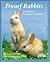 Dwarf Rabbits: How to Take Care of Them and Understand Them