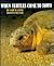 When Turtles Come to Town by Cary B. Ziter